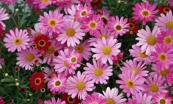 黄菊花的花语