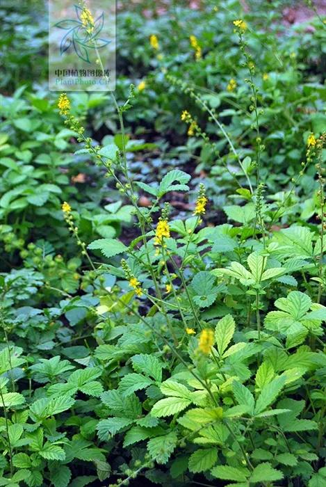 龙牙草(龙芽草,入伏后多用这种"野草"煮水喝(龙牙草百度百科)