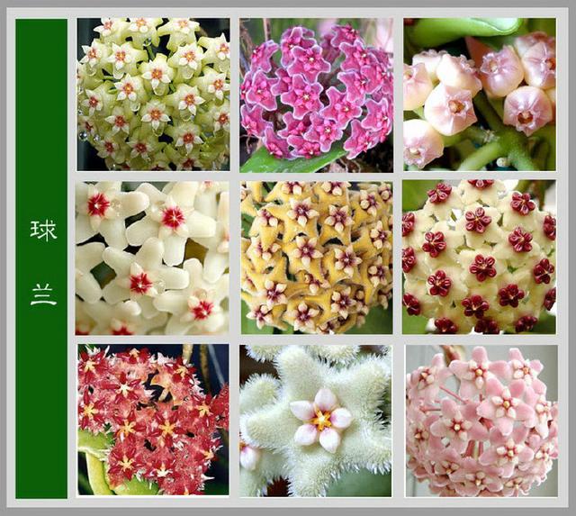 常见的花名字及图片,100种花名图册,收藏起来慢慢看,从此认花不求人?