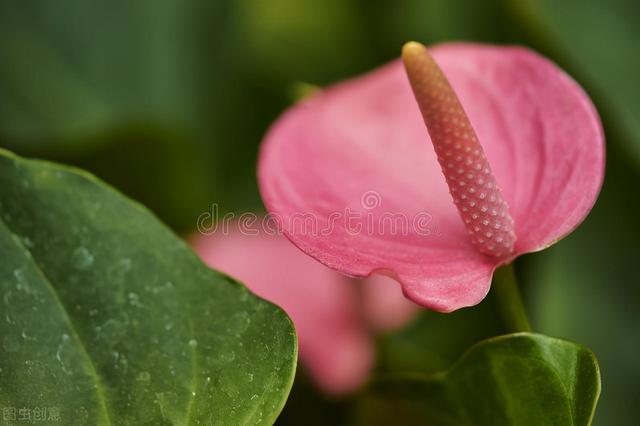 给老师送什么花 给老师送什么花（应该送老师什么花） 生活