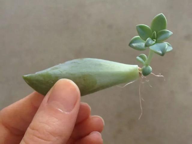 多肉繁殖 多肉繁殖（广寒宫多肉繁殖） 生活