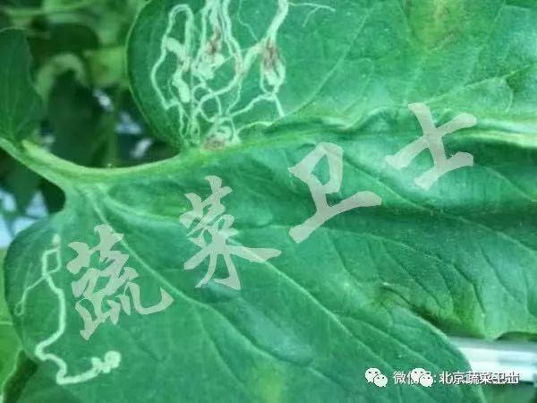 ​番茄抗性小虫危害频发，粉虱、蓟马、红蜘蛛综合防治秘籍9