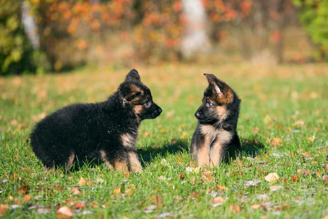 德牧幼犬 德牧幼犬（德牧幼犬价格） 动物