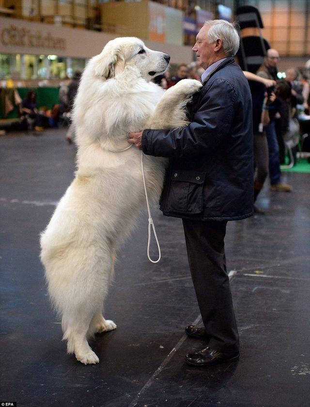 大白熊犬图片