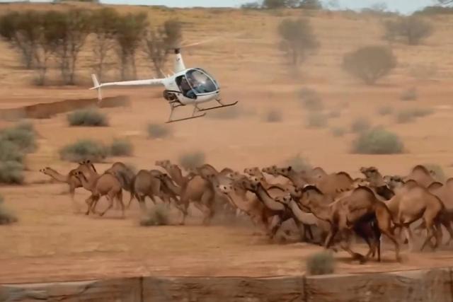 3小时射杀113头骆驼！澳大利亚农民怒了，再不杀骆驼就没水喝了