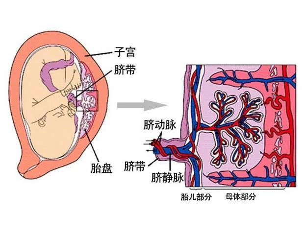 胎盘与胎儿结构解剖图图片