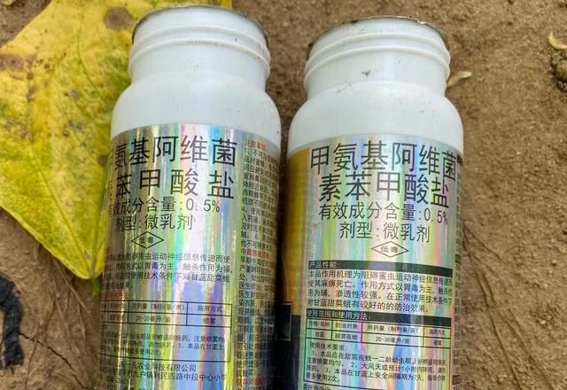 豇豆蓟马猖獗打不下隐形成分药剂效果好？别乱用，小心药害找上门3