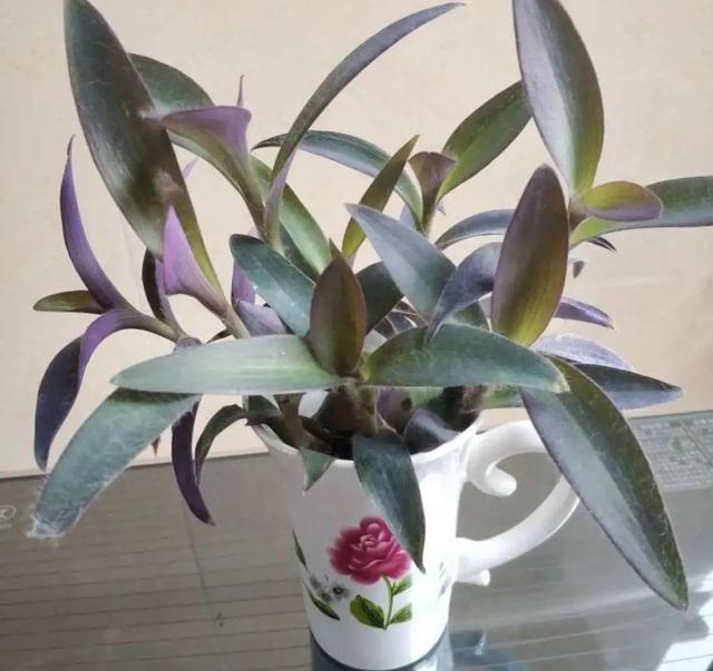碰碰香有毒吗 碰碰香有毒吗（植物碰碰香有毒吗） 生活