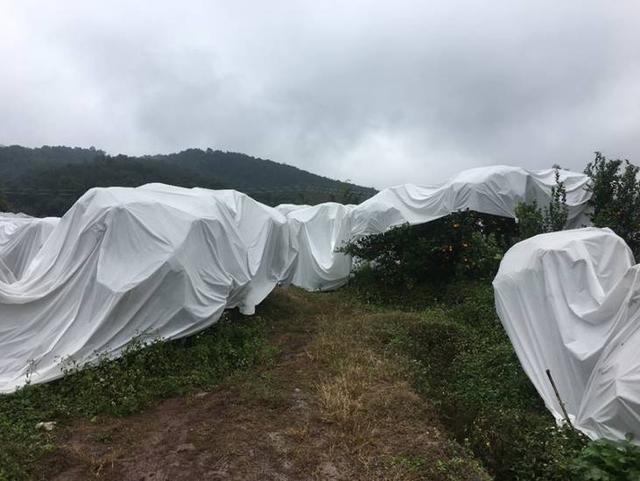 辛辛苦苦一整年，关键时刻别掉链子！柑橘着色增甜8招，你都会吗10