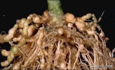 瓜类作物根结线虫很严重，这3大措施可有效防治根结线虫病害！