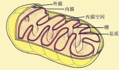 细胞内部是如何分工的？「高中生物讲解」1.3.24