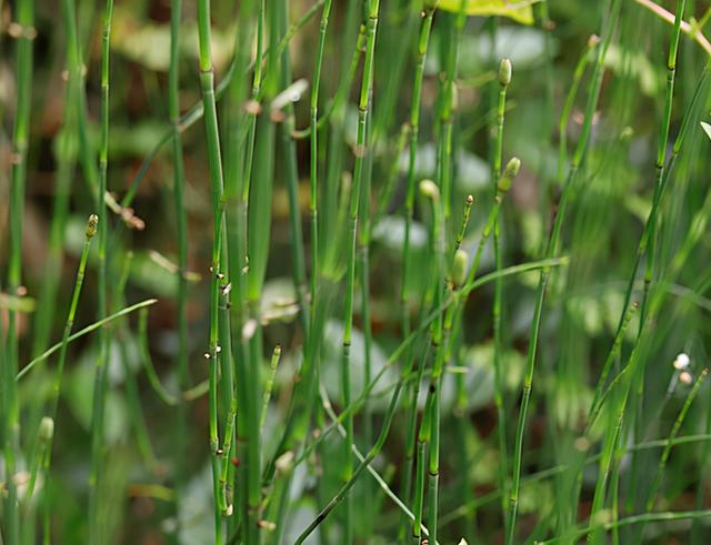 节节草是啥？提醒：中老年人用它泡脚，或能解决多年的“老问题”