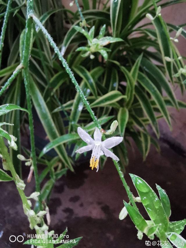 花卉名称