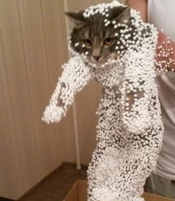 猫照片