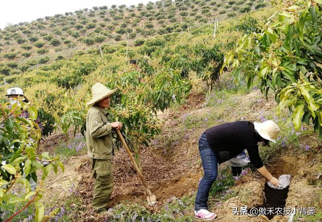 果树摘果后需要追施“月子肥”吗？它和果树秋季施底肥一样吗？3