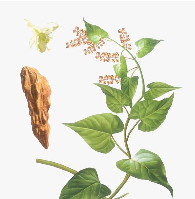 中药古今研究：首乌藤（夜交藤）