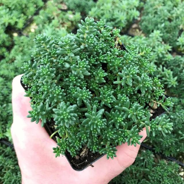 虹之玉 虹之玉（虹之玉花语） 生活