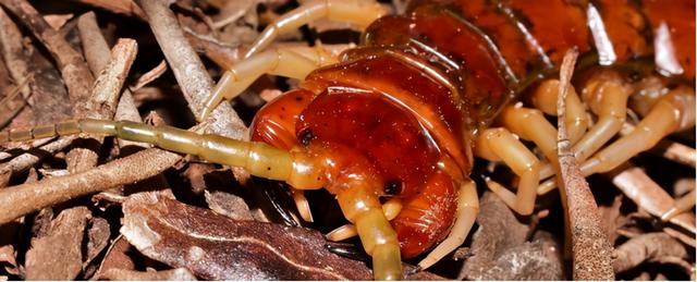 地球将重回“巨虫时代”？澳洲出现巨型蜈蚣，每年吃3700多只海鸟