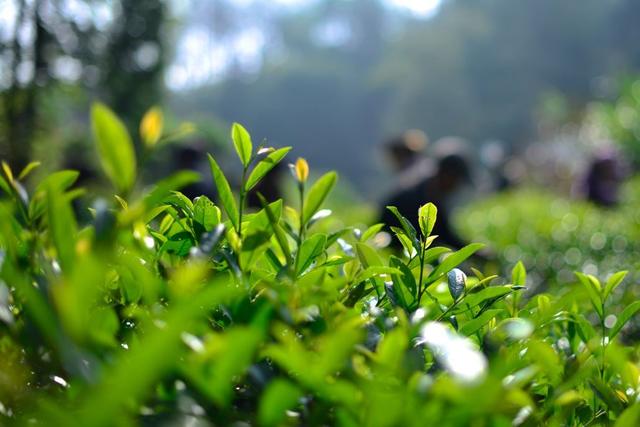 秋季茶树主要害虫防治意见2