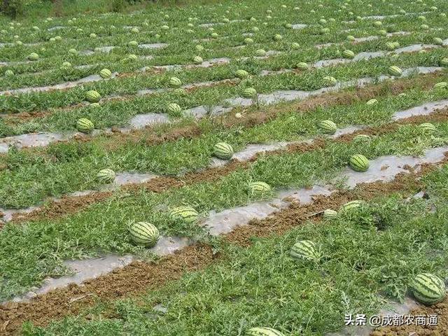 西瓜种植技术