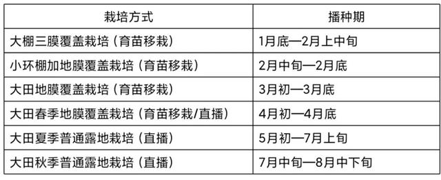 甜玉米种植