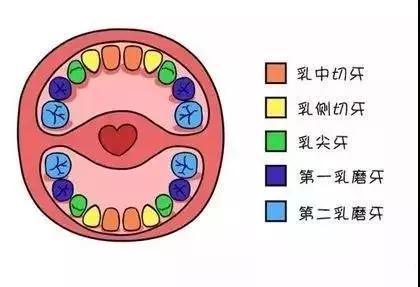 牙齿的名称示意图(牙齿28颗牙示意图 资讯 第1张