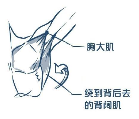 动漫人物画法教程身体