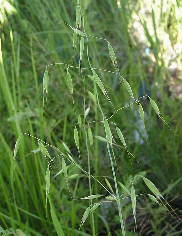 薇甘菊花期图片