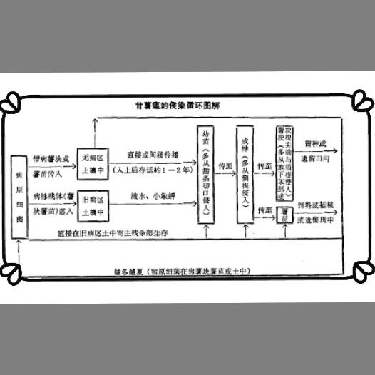 马上种植红薯，红薯种植病害多，红薯瘟病常发生要及时的进行预防4