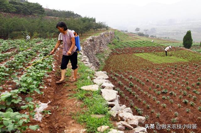 打除草剂后田间杂草杀不死、作物出现药害？这样打药除草效果最好9