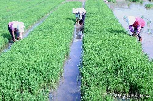 除草剂中的“万金油”~二甲四氯使用大全2