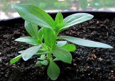 百日菊幼苗期以及花期的日常养护:育苗盆播种的百日菊幼苗长至8厘米