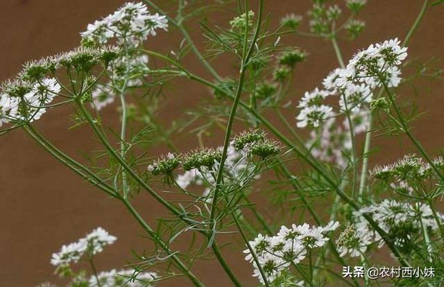 蛇床子种植技术4