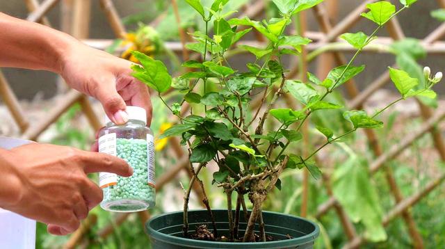 茉莉花怎么养 茉莉花怎么养（茉莉花怎么养护和注意事项） 生活