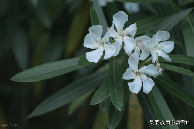 夹竹桃叶 夹竹桃叶（夹竹桃叶横切面结构图手绘） 生活