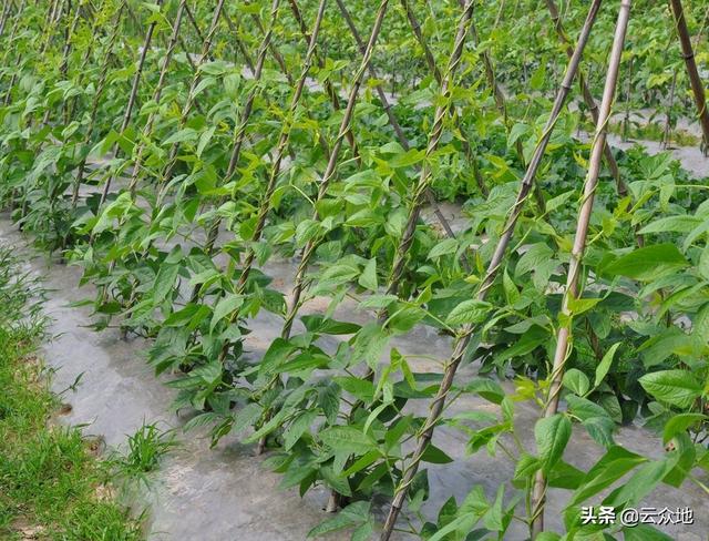 科学防治豇豆豆荚螟有技巧：治花不治荚，选对高效农药防治
