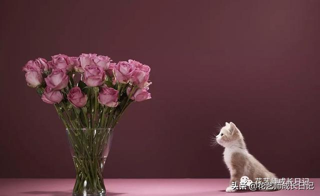 玫瑰花送几朵代表什么