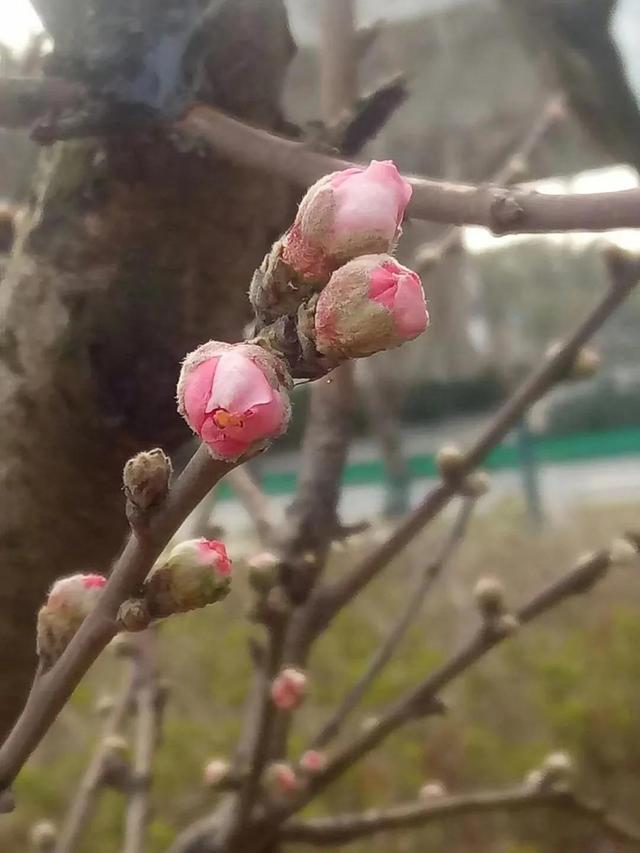 新年快乐藏头诗祝福（七绝藏头：新春快乐）