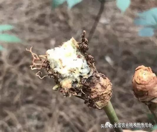 中药材根部病害用药大汇总4