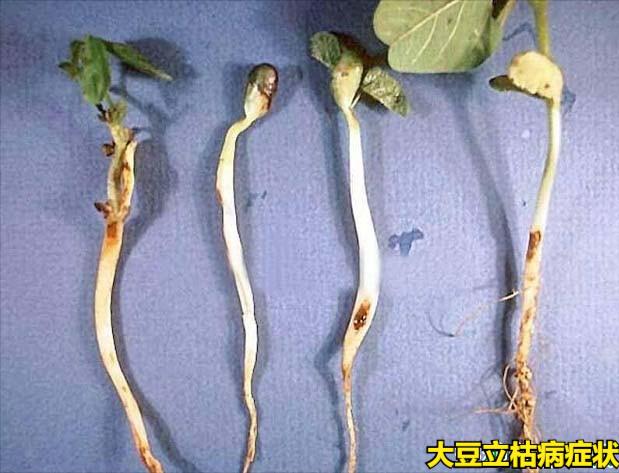 大豆种植过程中的5种病害，影响产量质量，需要采取有效方法防治2