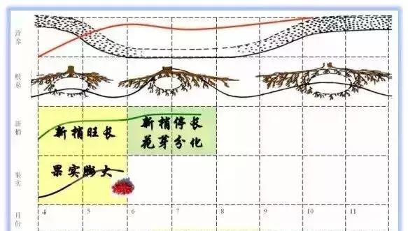 很全的大樱桃全面水肥管理详解！收藏！2