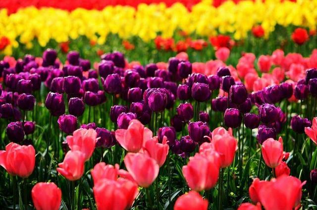 国花 国花（国花图片） 生活