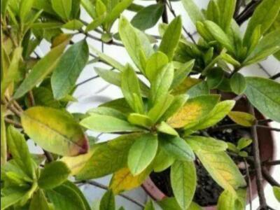 花叶子发黄 花叶子发黄（栀子花叶子发黄） 生活