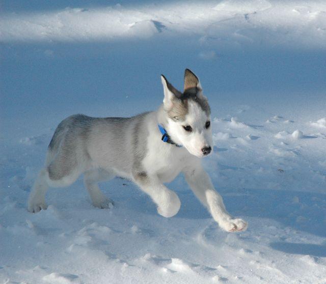 名犬价格