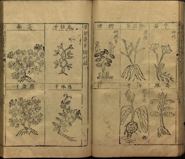 李时珍巨著《本草纲目》插图上卷（1596年刻本）