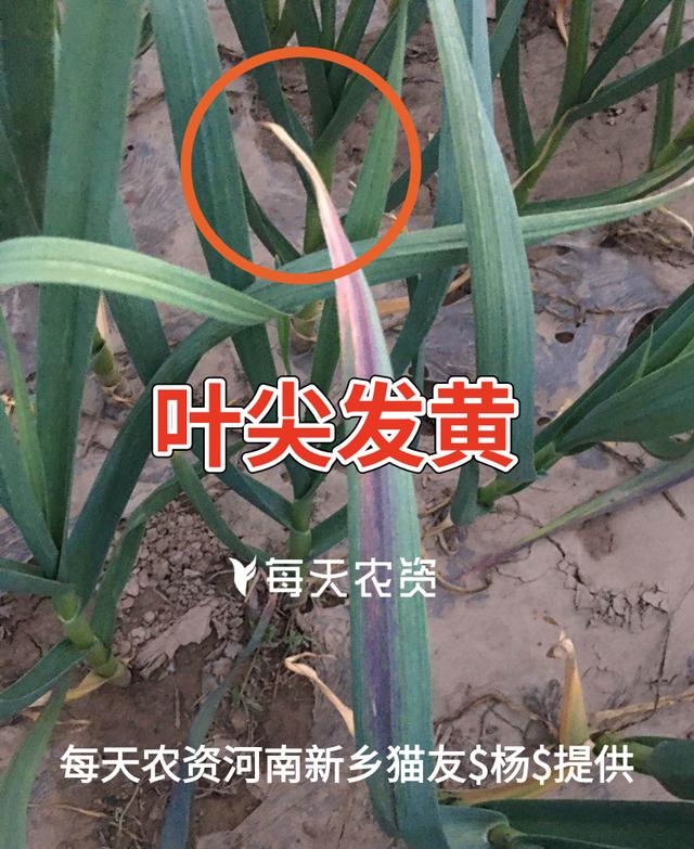 大汇总！4月，大蒜这5种病害，一定抓紧防治！4