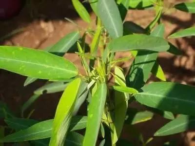 50种浪漫鲜花花语大全 50种浪漫鲜花花语大全（50种浪漫鲜花花语大全图片） 生活