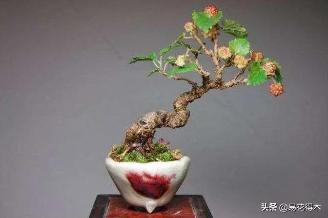 亳州干式洗砂机哪家好