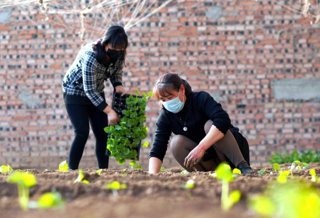 大棚甜瓜种植方案，从选择品种到病虫害防治，很全面，建议收藏7