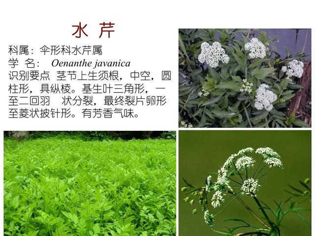 水生植物种类 水生植物种类（水生植物100种） 生活